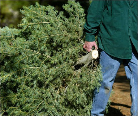 Recycle your Christmas tree